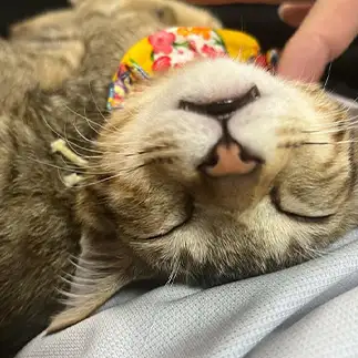 極楽顔すぎるネコ　　okakaさん