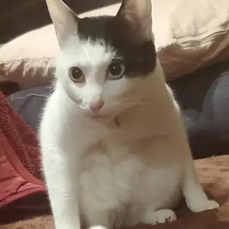 座り方が独特すぎるネコ　　アオルナ2さん