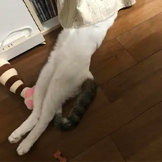 頭隠して尻隠さなすぎるネコ　　きゃらおれさん