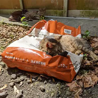 安眠ベッドすぎるネコ　　ねこぬまかくさん