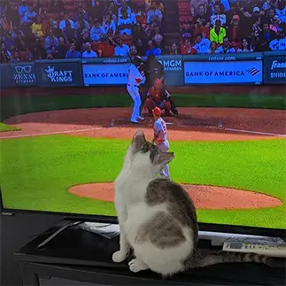 バッチこいすぎるネコ　　ねこぬまかくさん