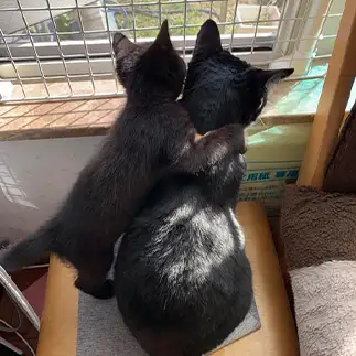 新入りのくせに先輩に肩組みする生意気すぎるネコ　　ぼんママさん