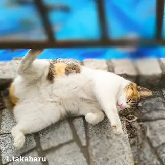 油断して寝すぎるネコ　　t.takaharuさん