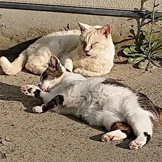 食べすぎるネコ　　ダイヤモンド富士さん