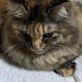 エリザベスカラー自前すぎるネコ　　ししゃもんさん