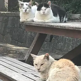 不満げすぎるネコ　　akiさん