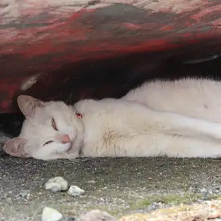 布団が重くてひしゃげすぎるネコ　　土居一彦さん