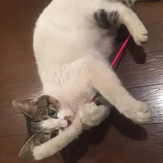 じゃらしLOVEすぎるネコ　　ミントさん