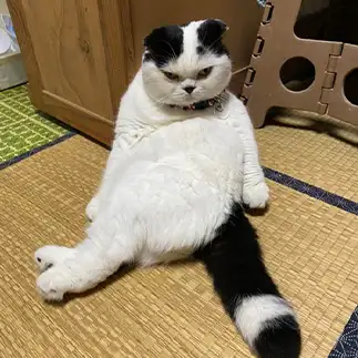 妙な座り方でガン飛ばしすぎるネコ　　ぱんだるさん