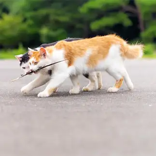 二人三脚すぎるネコ　　小野一俊さん