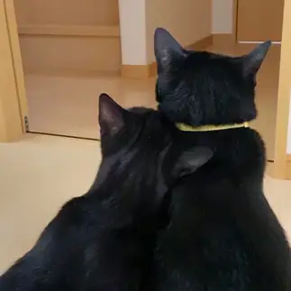 お兄ちゃんネコの事が好きすぎるネコ　　福と華さん