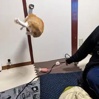 飛びすぎるネコ　　Wristさん
