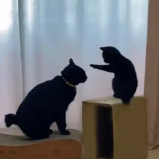 ヨーダすぎるネコ　　福と華さん
