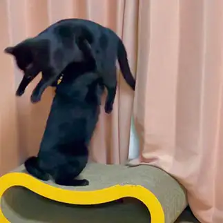 アクティブすぎるネコ　　福と華さん