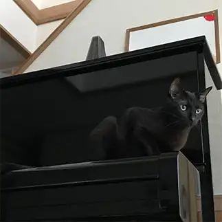 にゃんぽう！隠れ身の術がうますぎるネコ　　YUKIさん