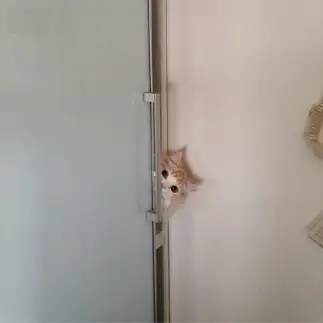 ひょっこりはんすぎるネコ　　麦のパパさん