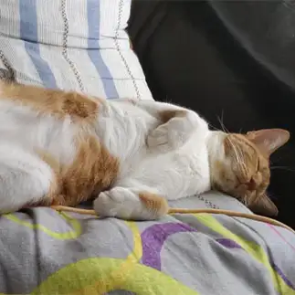 自由人過ぎる猫すぎるネコ　　Wristさん