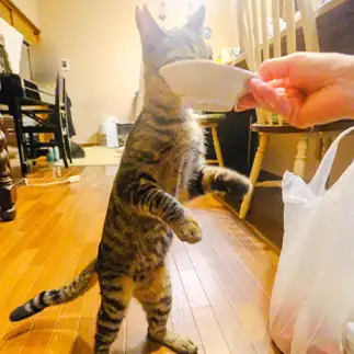 立ち食いすぎるネコ　　sプラザさん
