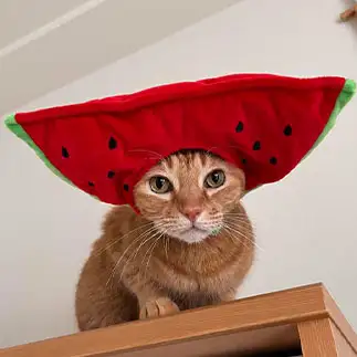 スイカになりすぎるネコ　　おはるさん