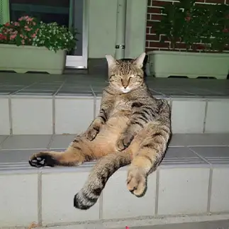 態度デカッ！すぎるネコ　　猫柳あかねさん