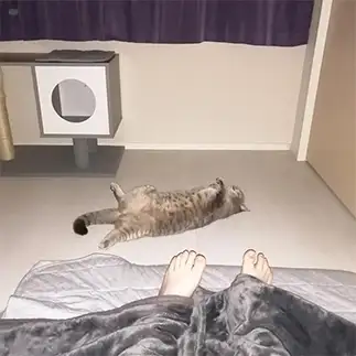フラッシュ焚いたらえっそこで爆睡してたのすぎるネコ　　shi☆oさん