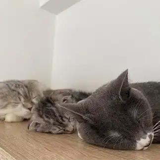 眠たすぎるネコ　　おもちさん
