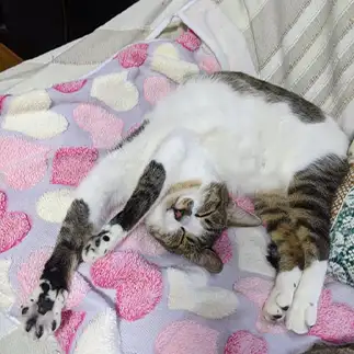 君の背骨はどうなってるの？すぎるネコ　　ひまわり屋ひまさん