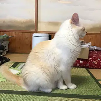 ヨガインストラクターすぎるネコ　　にゃーさん