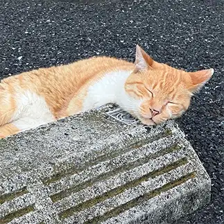 枕がギリギリすぎるネコ　　ちみこさん