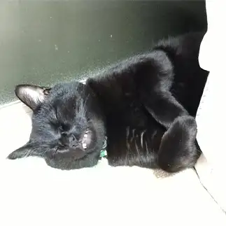 眠すぎるネコ　　はろはろさん