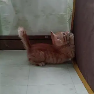90°すぎるネコ　　りかちゃんさん