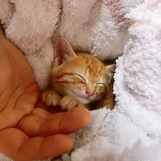 天使の寝顔すぎるネコ　　きなこママさん