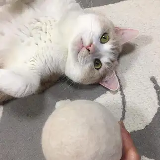 自分の抜け毛ボールがでかすぎるネコ　　クゥちゃんのおかんさん