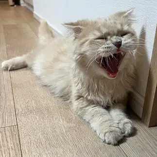 怪獣すぎるネコ　　きなこママさん