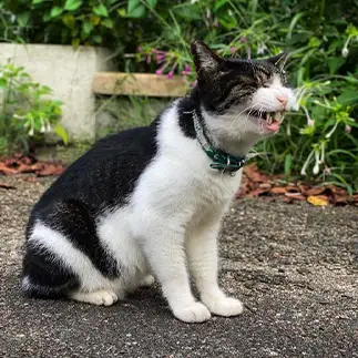 ニヒヒ、次はどんな悪戯してやろうかにゃ～すぎるネコ　　ゆきんこさん