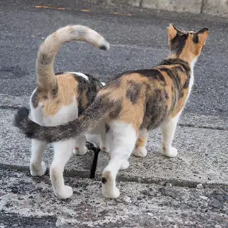 尻尾にも表れる母の愛！すぎるネコ　　黒猫カレンさん