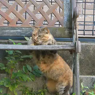 はさまって動けなさすぎるネコ　　ままめろんさん