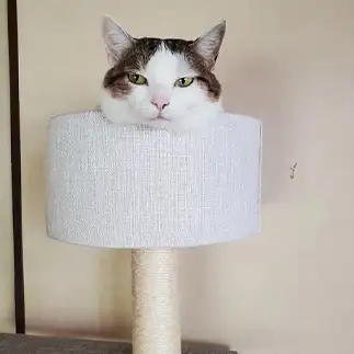 手品すぎるネコ　　あんみかんさん