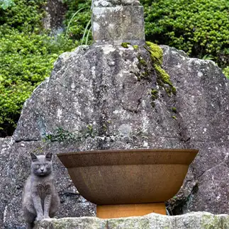 背景に馴染みすぎるネコ　　のんさん