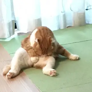 嗅ぎすぎるネコ　　ゆかちんさん