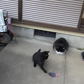 ちびっ子の狩りを見守りすぎるネコ　　ぷっちにゃんさん