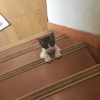 ご主人様に少しでも近づきたすぎるネコ　　ぷっちさん