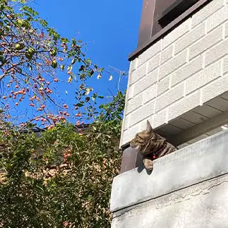 秋の味覚が待ち遠しすぎるネコ　　banmamiさん