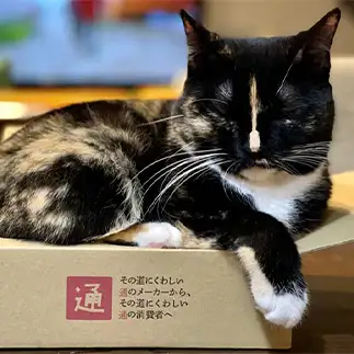 その道にくわしい通すぎるネコ　　カジハラさん