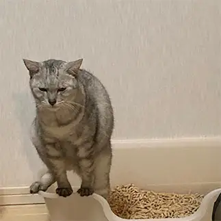 おトイレ姿が渋すぎるネコ　　ミロルナのママさん