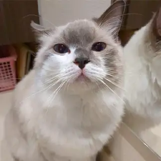 足が短すぎるネコ　　リクさん