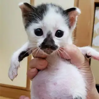 コアラのような、おなかポンポコリンすぎるネコ　　コッシーさん