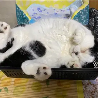 ネコちゃんポーズで爆睡しすぎるネコ　　ぱんだるさん