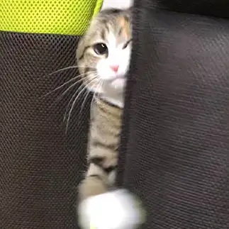 のっ…、乗りますっ！すぎるネコ　　まめちゃんさん