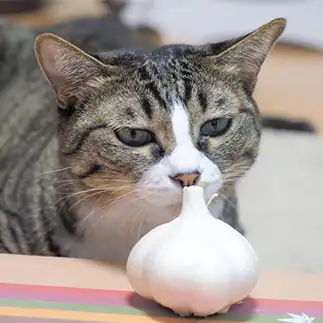 顔の一部分がニンニクすぎるネコ　　うずまきとむさん